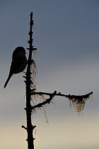 Tit (Paridae sp.) silhouetted on tree top, Kalvtrask, Vasterbotten, Sweden. December.