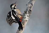 Great spotted woodpecker (Dendrocopos major) on tree trunk, Kalvtrask, Vasterbotten, Sweden. December.