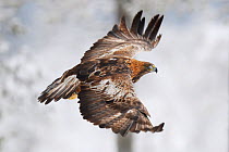 Golden eagle (Aquila chrysaetos) male flying, Kalvtrask, Vasterbotten, Sweden. December.