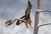 Golden eagle (Aquila chrysaetos) male flying, Kalvtrask, Vasterbotten, Sweden. December.