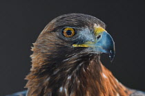 Golden eagle (Aquila chrysaetos) male head portrait,  Kalvtrask, Vasterbotten, Sweden. December.