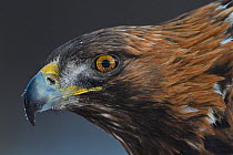 Golden eagle (Aquila chrysaetos) male head portrait,  Kalvtrask, Vasterbotten, Sweden. December.