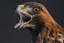 Golden eagle (Aquila chrysaetos) male head portrait, beak open calling, Kalvtrask, Vasterbotten, Sweden. December.