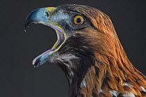 Golden eagle (Aquila chrysaetos) male head portrait beak open calling, Kalvtrask, Vasterbotten, Sweden. December.