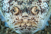 Reticulate stargazer (Uranoscopus sp.) portrait. Ambon Bay, Ambon, Maluku Archipelago, Indonesia. Banda Sea, tropical west Pacific Ocean.
