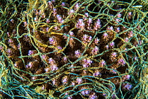 Hard coral (Acropora sp.) entangled with fishing net. Ambon Bay, Ambon, Maluku Archipelago, Indonesia. Banda Sea, tropical west Pacific Ocean. November, 2017.
