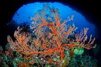 RF - Seafan (Melithaea sp.) growing beneath coral cavern. Ambon, Maluku Archipelago, Indonesia. Banda Sea, tropical west Pacific Ocean. (This image may be licensed either as rights managed or royalty...