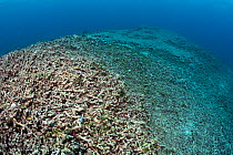 Coral reef reduced to rubble by dynamite fishing. Ambon, Maluku Archipelago, Indonesia. Banda Sea, tropical west Pacific Ocean. November, 2017.