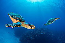 Hawksbill turtle (Eretmochelys imbricata) pair circling each other above coral reef. Seven Mile Beach, Grand Cayman, Cayman Islands, British West Indies. Caribbean Sea.