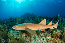 Nurse shark (Ginglymostoma cirratum) with damaged jaw swimming over coral reef in evening. North Wall, Grand Cayman, Cayman Islands, British West Indies. Caribbean Sea.