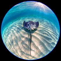 RF - Southern stingray (Dasyatis americana) swimming over sand ripples. Circular fisheye shot. Sandbar in Stingray City, Grand Cayman, Cayman Islands, British West Indies. Caribbean Sea. (This image m...