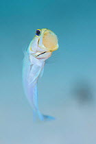 Yellowhead jawfish (Opistognathus aurifrons) male churning / aerating eggs by spitting them out of his mouth. East End, Grand Cayman, Cayman Islands, British West Indies. Caribbean Sea.