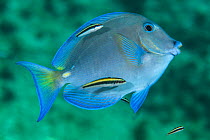 Blue tang (Acanthurus coeruleus) with Bluehead (Thalassoma bifasciatum) juveniles at cleaning station on coral reef. George Town, Grand Cayman, Cayman Islands, British West Indies. Caribbean Sea. Digi...