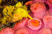 Yellow wentletrap snail (Epitonium sp.) feeding on Cup coral (Tubastraea sp.). Snail laying clutch of eggs. Nusa Kode, Rinca Island, Komodo National Park, Indonesia. South East Asia. Horseshoe Bay, Sa...