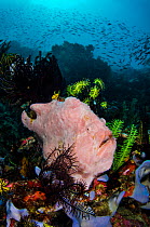 Giant / Commerson's frogfish (Antennarius commersoni) waiting to ambush prey. Amongst Crinoids and Sponges on coral reef. Nusa Kode, Rinca Island, Komodo National Park, Indonesia. South East Asia. Hor...