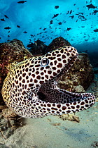 Honeycomb moray (Gymnothorax favagineus) on coral reef with Triggerfish (Balistidae) schooling above. North Male Atoll, Maldives. Indian Ocean.