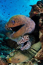 Giant moray (Gymnothorax javanicus), Honeycomb moray (Gymnothorax favagineus) and Undulated moray (Gymnothorax undulatus) eels, four emerging from hole in coral reef. North Male Atoll, Maldives. India...