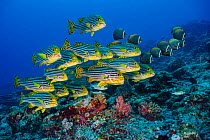 RF - Oriental sweetlips (Plectorhinchus vittatus)l and Redtail butterflyfish (Chaetodon collare) schools in coral reef. Lankan Island, North Male Atoll, Maldives. Indian Ocean. (This image may be lice...