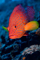 Coral grouper (Cephalopholis miniata) male. South Male Atoll, Maldives. Indian Ocean (This image may be licensed either as rights managed or royalty free.)