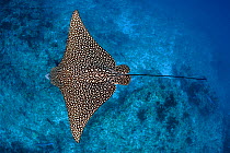 Spotted eagle ray (Aetobatus narinari) female swimming over coral reef. South Male Atoll, Maldives. Indian Ocean.