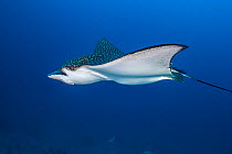 Spotted eagle ray (Aetobatus narinari), female swimming over coral reef. Individual appears heavily pregnant. South Male Atoll, Maldives. Indian Ocean.