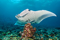 Reef manta (Mobula alfredi) at a cleaning station with Cleaner wrasse (Labroides dimidiatus). South Ari Atoll, Maldives. Indian Ocean.
