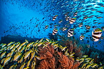 Bengal snapper (Lutjanus bengalensis), Bannerfish (Heniochus diphreutes) and Fusiliers (Caesio sp.) diving towards coral reef to avoid predators. North Ari Atoll, Maldives. Indian Ocean.