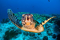 RF - Hawksbill turtle (Eretmochelys imbricata) on coral reef, with Bengal snapper fish (Lutjanus bengalensis) in background. North Ari Atoll, Maldives. Indian Ocean. (This image may be licensed either...