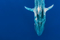 Blue whale (Balaenoptera musculus) diving in Indian Ocean, Sri Lanka. Digitally manipulated, left side extended.