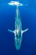 Blue whale (Balaenoptera musculus) diving beneath the surface.  Indian Ocean, Sri Lanka.