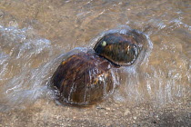 Horseshoe crab (Limulus polyphemus) pair, larger female and smaller male, spawning in shallow water. Indian River, North Atlantic Ocean. Titusville, Merrit Island, Florida, USA. February.