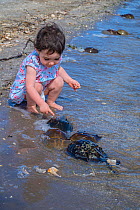 Toddler watching a pair of Horseshoe crabs (Limulus polyphemus) spawning in shallow water. Larger female and smaller male. Indian River, North Atlantic Ocean. Titusville, Merrit Island, Florida, USA....