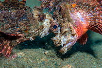 Raggy scorpionfish (Scorpaenopsis venosa) disputing territory. Ambon Bay, Ambon, Maluku Archipelago, Indonesia. Banda Sea, tropical west Pacific Ocean.