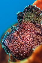 Leaf scorpionfish (Taenianotus triacanthus) on a sponge. Ambon Bay, Ambon, Maluku Archipelago, Indonesia. Banda Sea, tropical west Pacific Ocean.