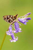 RF - Small pearl-bordered fritillary (Boloria selene) butterfly resting on English bluebell, Marsland mouth, North Devon, UK. May.