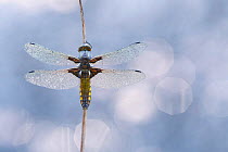 RF - Broad-bodied chaser dragonfly (Libellula depressa) covered in dew, Broxwater, Cornwall, UK. May (This image may be licensed either as rights managed or royalty free.)