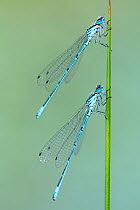 RF - Azure damselflies (Coenagrion puella) roosting on sedge, Broxwater, Cornwall, UK. June. (This image may be licensed either as rights managed or royalty free.)