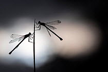 RF - Silhouetted emerald damselflies (Lestes sponsa) resting on a reed, Devon, England, UK. August. (This image may be licensed either as rights managed or royalty free.)