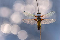 Broad bodied chaser dragonfly (Libellula depressa) covered in dew backlit against water, Broxwater, Cornwall, UK. May 2018.