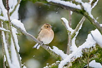 Chaffinch (Fringilla coelebs) female perched on snow coverd branches, Broxwater, Cornwall, UK. March.