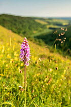 Common-spotted Orchid (Dactylorhiza fuchsii), Fontmell Down, Dorset, UK. June 2013.