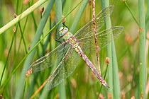 Emperor dragonfly (Anax imperator) female resting among grasses at the water's edge, Braunton Burrows, Devon, England, UK, July.