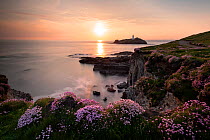 View of Godrevy island / lighthouse with flowering  Sea thrift (Armeria maritima) in the foreground, near Hayle, Cornwall, UK. May.