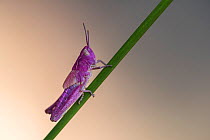 Common field grasshopper (Chorthippus brunneus). Rare pink variation. The pink insect owes its colour to a rare genetic mutation called erythrism - similar to albinism. Few make it to their adult stag...