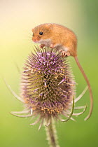 Harvest mouse (Micromys minutus) on teasel seed head, Devon, UK. Captive.