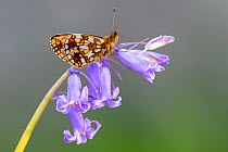 Small pearl-bordered fritillary (Boloria selene) butterfly resting on English bluebell, (Hyacinthoides non-scripta) Marsland mouth, North Devon, UK. May.