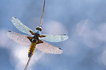 Broad bodied chaser dragonfly (Libellula depressa) covered in dew backlit against water, Broxwater, Cornwall, UK. May.