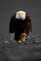 Bald eagle (Haliaeetus leucocephalus) portrait whilst walking, Alaska, USA, February