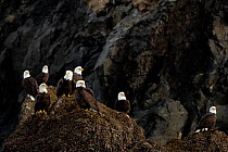 Bald eagles (Haliaeetus leucocephalus) group resting on a cliff top, Alaska, USA, February