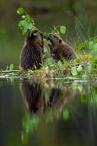 Beaver (Castor fiber) kits eating aspen, Finland, July.